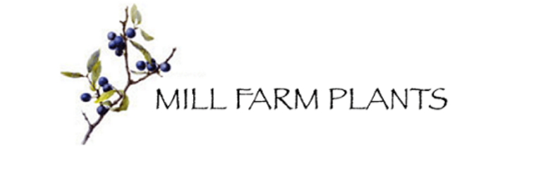 Mill Farm Trees