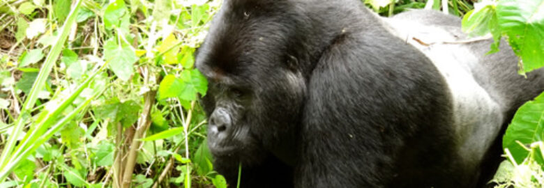 SilverBackGorillaTours