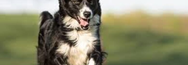 Gentle Pet Passages – Pet Euthanasia San Antonio